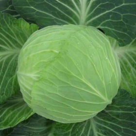 ОТМ КІНГ F1 2500 насінин