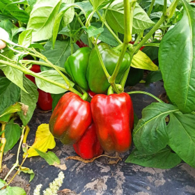 ПЕРЕЦЬ СОЛОДКИЙ БРАБУС F1 100/500 насінин