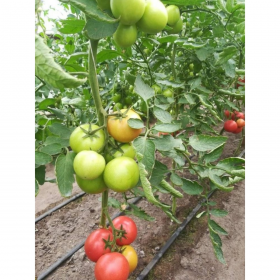 ТОМАТ ПЕРУГІНО F1 / PERUGINO F1 100 насінин