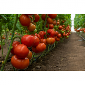 ТОМАТ РЕДСОНІ F1 100/1000 насінин
