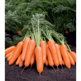 МОРКВА МВС 590 F1 100 000 насінин VD