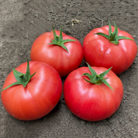 ПІНК НАГЕТС F1 / PINK  NAGETS F1 100/500 насінин