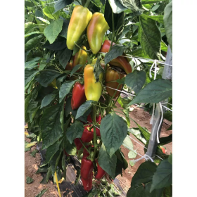 СОЛОДКИЙ ПЕРЕЦЬ PLA  18266 F1 100/500 насінин