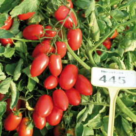 Мінірома F1 1000/10000 насінин