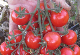 Цесаріно F1 10000 насінин