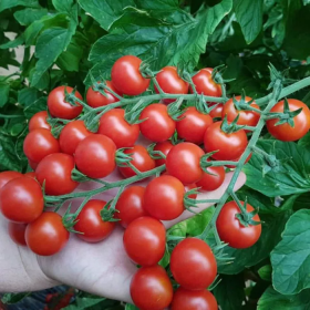 ТОМАТ ПРЕЦІОЗО F1 50/500/1000 насінин