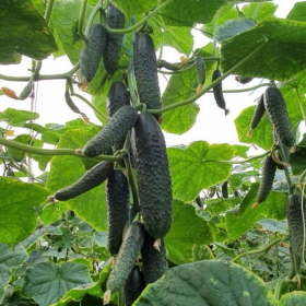 ПРІМЕРО F1 / PRIMERO F1 250/500 насінин