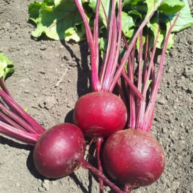 ПРИВІЛЕЙ (CRX 409) F1 25000/50000 насінин