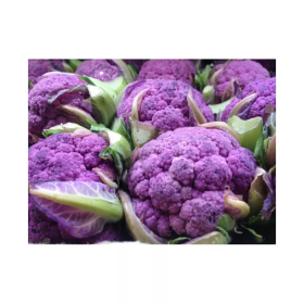 КАПУСТА ЦВІТНА ПУРПУРІНА F1 100/1000 насінин