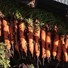 РАПІР F1 1,6-2,2 100000 насінин