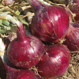 РедРок F1 100000 насінин