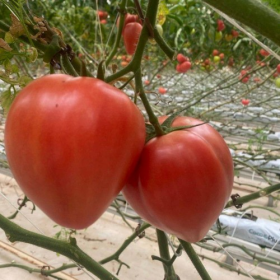 РОЗЕ ЛАВ F1 100/500 насінин