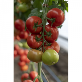 ТОМАТ ВАСМІЯ F1 100/1000 насінин