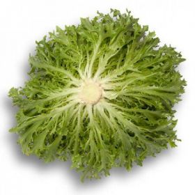 САЛАТ САЛАНОВА ЕКСПЕРТАЙЗ / EXPERTISE  1000/5000 насінин