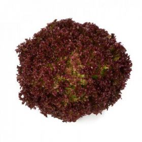 САЛАТ Л/Р КАВЕРНЕТ / CAVERNET 1000/5000 насінин