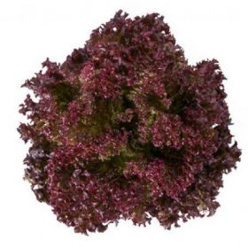 САЛАТ САТІН / SATINE 1000/5000 насінин