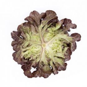 САЛАТ ДУБОЛИСНИЙ САТУРДАЙ / SATURDAY 1000/5000 насінин