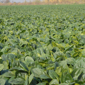 ШПІНАТ САМУРАЙ F1 5000/50000 насінин