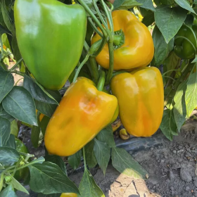 ПЕРЕЦЬ СОЛОДКИЙ САНТА F1 500 насінин