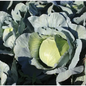 Сапфір F1 2500 насінин