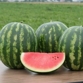 КАВУН БЮТІФУЛ F1 1000 насінин