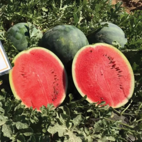 Есміральда F1 1000 насінин