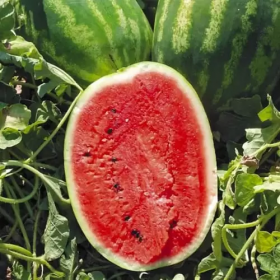 Карнаката F1 1000 насінин