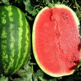 Прізматіка F1 1000 насінин