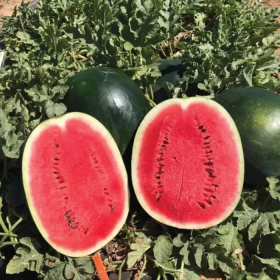 Ромерія F1 1000 насінин