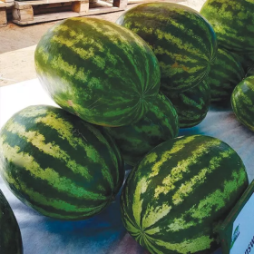 САН СВІТ F1 500/1000 насінин