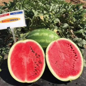 Топ Мара 1000 насінин