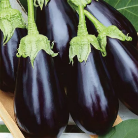 Перфекшен F1 1000 насінин