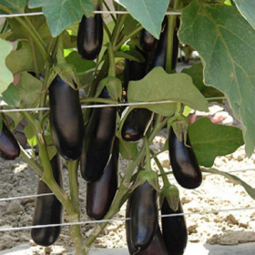 ЦИКЛОП (CRX 50170) F1 100/1000 насінин