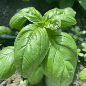 БАЗИЛІК ГРІН ДОМ 50/500г