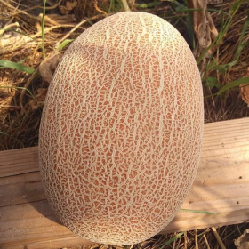 UG 161 F1 (Флоренція) 1000 насінин