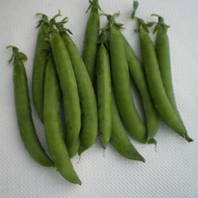 ГОРОХ ПРОДІДЖИ 2500 насінин