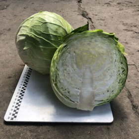 КАПУСТА Б/Г ІНДІАНА F1 2500 насінин