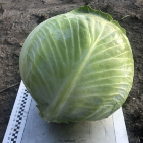 КАПУСТА Б/Г МЕРЕЛЕНД F1 2500 насінин