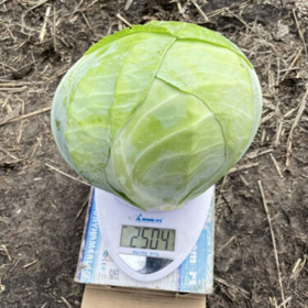 КАПУСТА Б/Г ОРЕГОН F1 2500 насінин