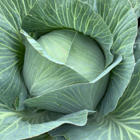 КАПУСТА Б/Г ТАЙСОН F1 2500/10000