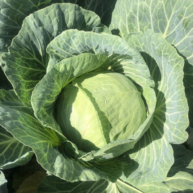 КАПУСТА Б/Г ВЕРМОНТ F1 2500 насінин