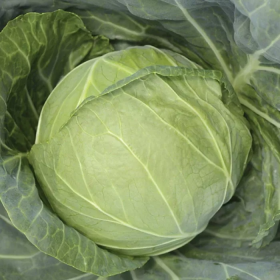 Аліна F1 2500 насінин