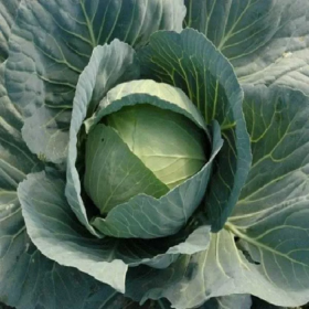 БУХАРЕСТ F1 2500 насінин