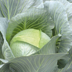 Емпаер F1 2.500 насінин