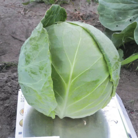 Фора F1 2500 насінин