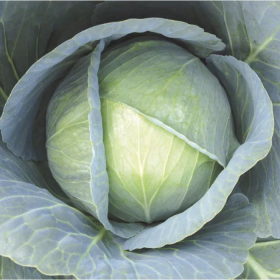 Галаксі F1 2500 насінин