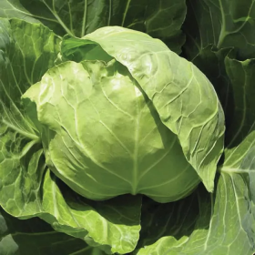 Голден Бол F1 2500 насінин