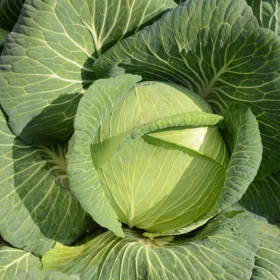 Платон F1 2500 насінин