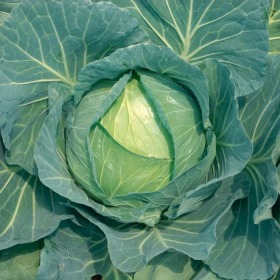 Супер Квін F1 2500 насінин