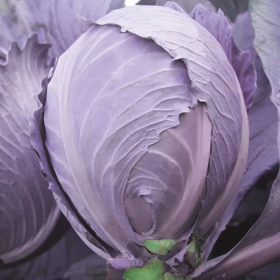 Інтеграл F1 2500 насінин